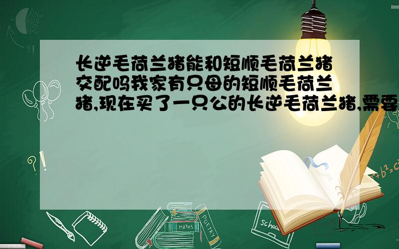 长逆毛荷兰猪能和短顺毛荷兰猪交配吗我家有只母的短顺毛荷兰猪,现在买了一只公的长逆毛荷兰猪,需要注意些啥子?长逆毛荷兰猪一个月大概多大.