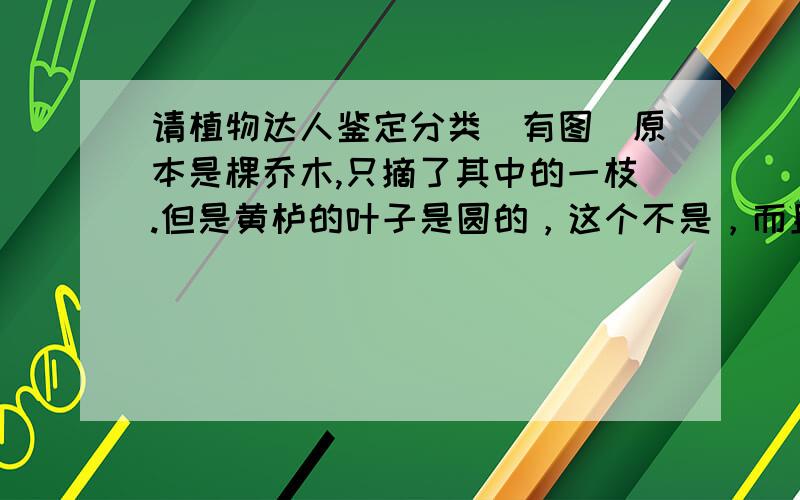 请植物达人鉴定分类（有图）原本是棵乔木,只摘了其中的一枝.但是黄栌的叶子是圆的，这个不是，而且叶子很小，不像黄栌另外，这个好像是人栽上的（长在路边），应该不是野生的