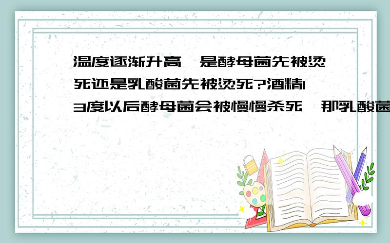 温度逐渐升高,是酵母菌先被烫死还是乳酸菌先被烫死?酒精13度以后酵母菌会被慢慢杀死,那乳酸菌会被酒精杀死吗?