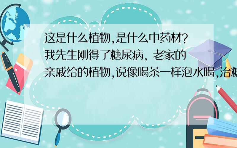 这是什么植物,是什么中药材?我先生刚得了糖尿病, 老家的亲戚给的植物,说像喝茶一样泡水喝,治糖尿病,请各位给看看是什么东西,管不管用呢?