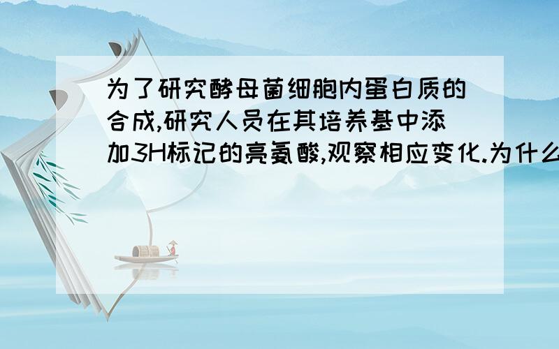 为了研究酵母菌细胞内蛋白质的合成,研究人员在其培养基中添加3H标记的亮氨酸,观察相应变化.为什么细胞核内会出现3H标记?