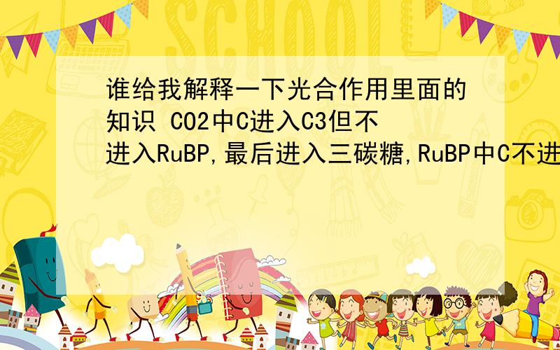 谁给我解释一下光合作用里面的知识 CO2中C进入C3但不进入RuBP,最后进入三碳糖,RuBP中C不进入三碳糖.RuBP中C不进入三碳糖.这一句我认为是错的.请高手解答一下这句是对的还是错的.谢啦.