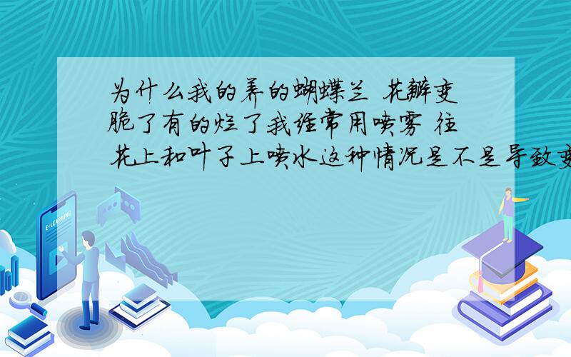 为什么我的养的蝴蝶兰 花瓣变脆了有的烂了我经常用喷雾 往花上和叶子上喷水这种情况是不是导致变脆的原因