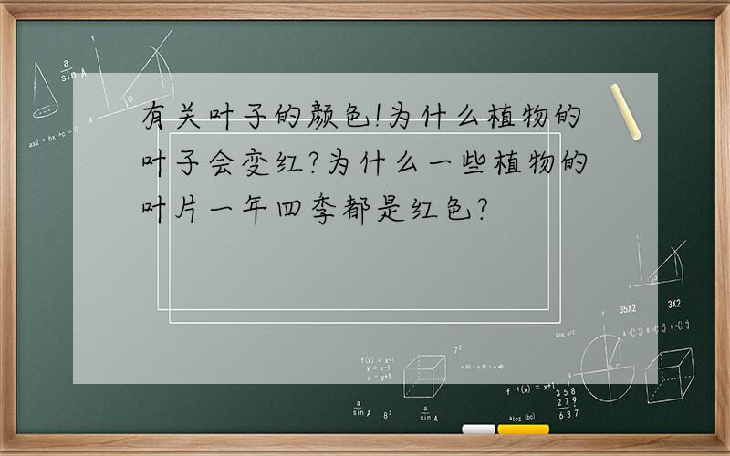 有关叶子的颜色!为什么植物的叶子会变红?为什么一些植物的叶片一年四季都是红色?